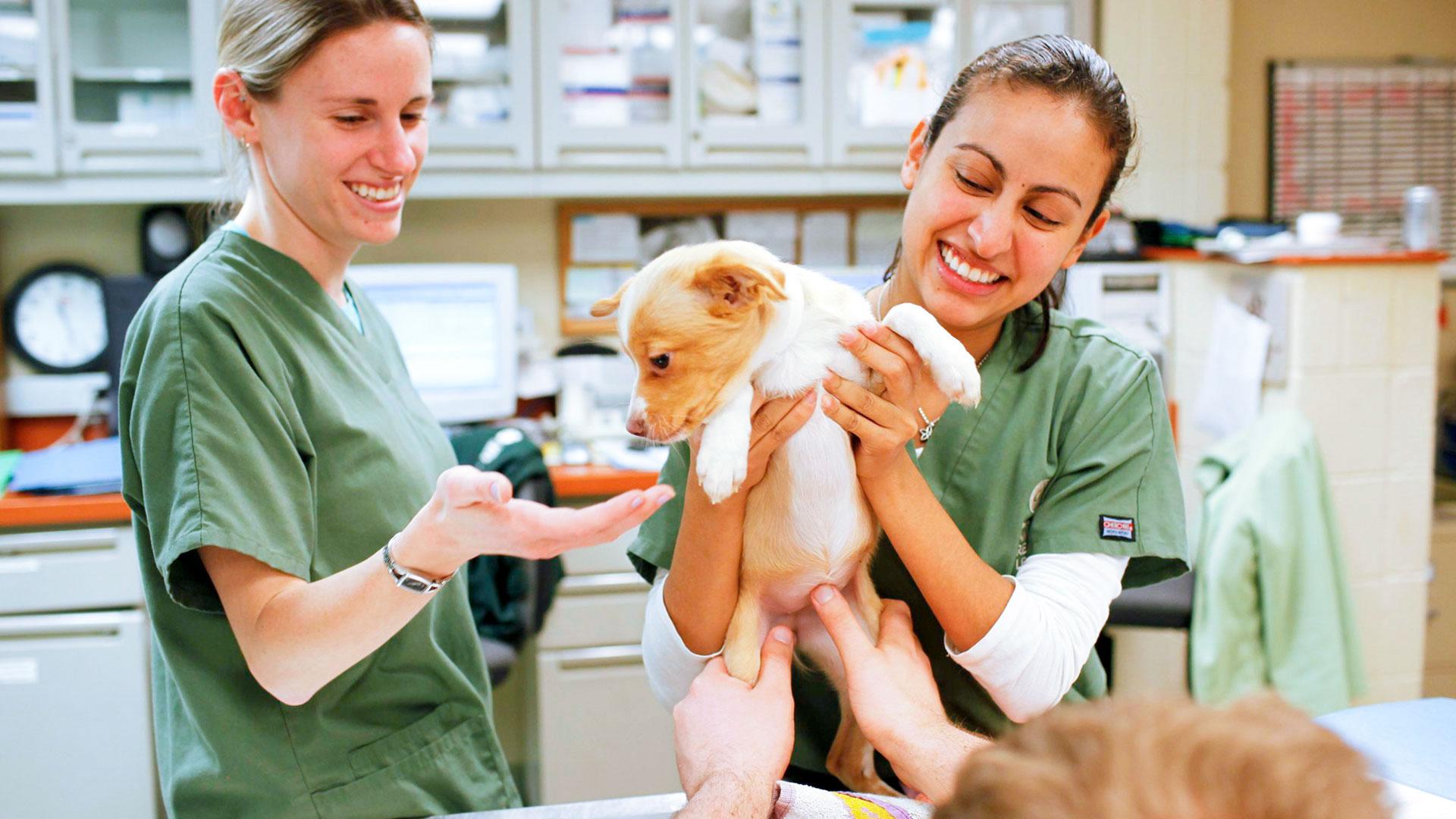 A Guide to Enhancing Wellbeing and Managing Work Stress in the Veterinary Workplace